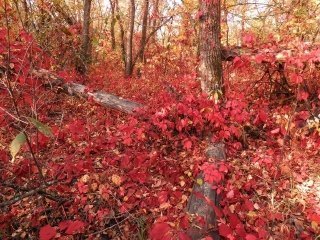 Раскрасила осень лес  на болоте