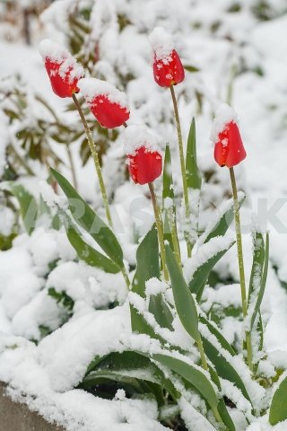Снег идет, но тюльпаны цветут