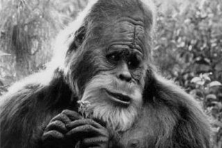 Хозяин тайги